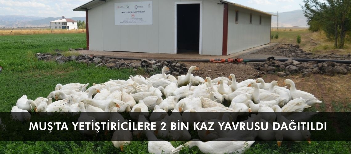 Muş'ta yetiştiricilere 2 bin kaz yavrusu dağıtıldı
