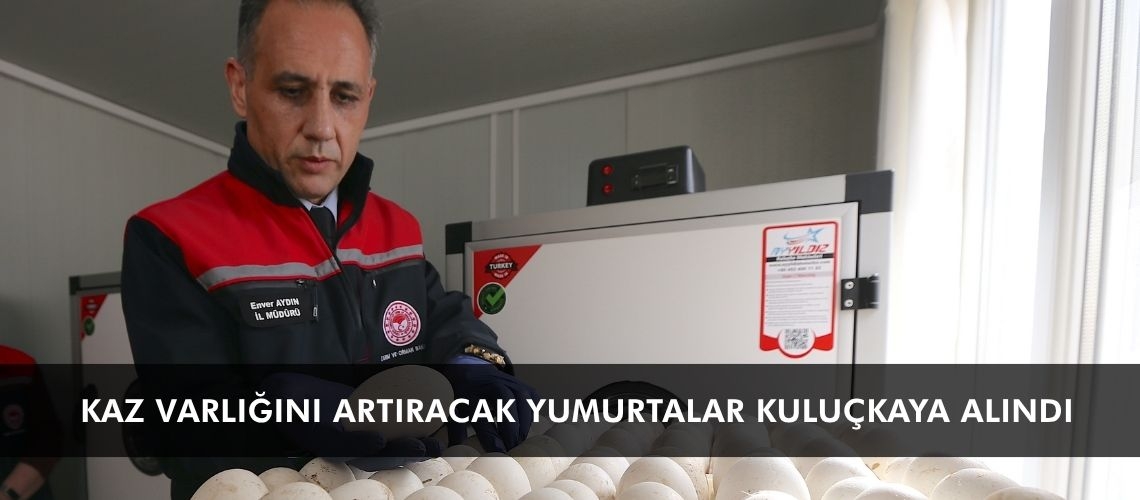 Kaz varlığını artıracak yumurtalar kuluçkaya alındı