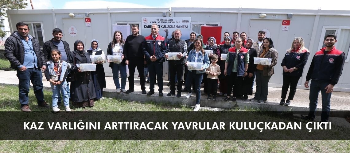 Kaz varlığını arttıracak yavrular kuluçkadan çıktı