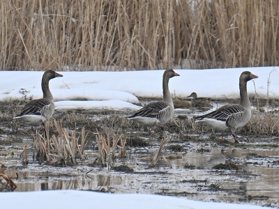 Yaban kazlarının sayısı artıyor