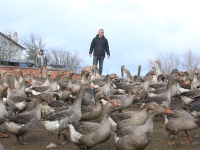 Köyüne döndü, kaz çiftliği kurdu