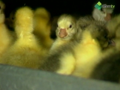 Kaz Yetiştiriciliği