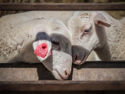 Küçükbaş destek projesi için başvurular başladı
