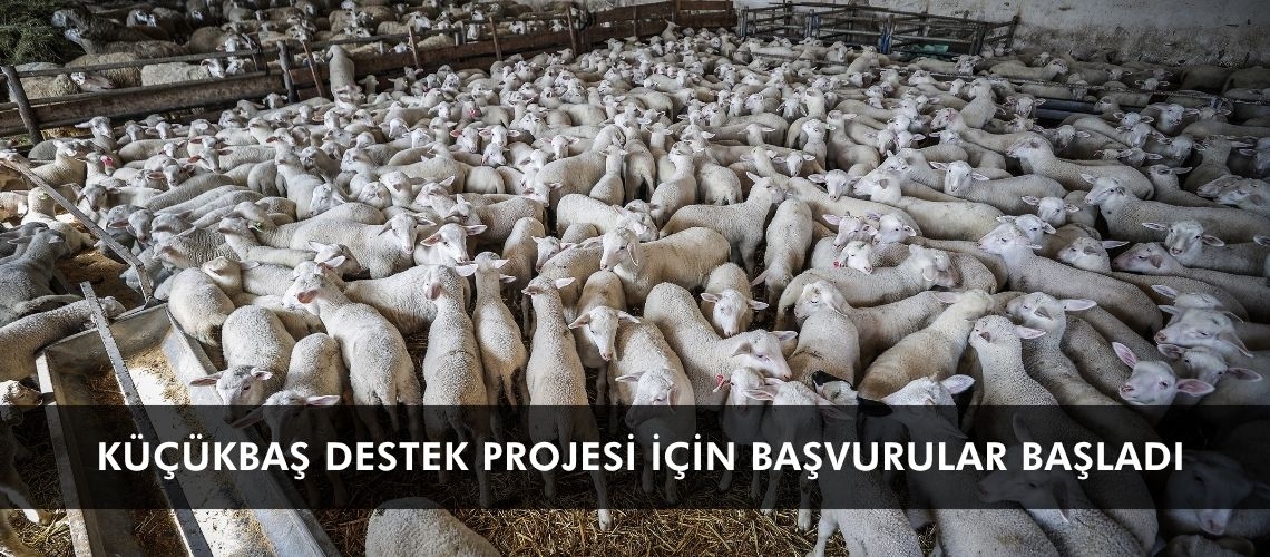 Küçükbaş destek projesi için başvurular başladı