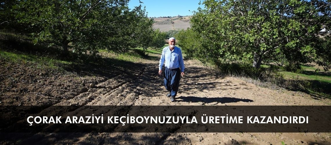 Çorak araziyi keçiboynuzuyla üretime kazandırdı