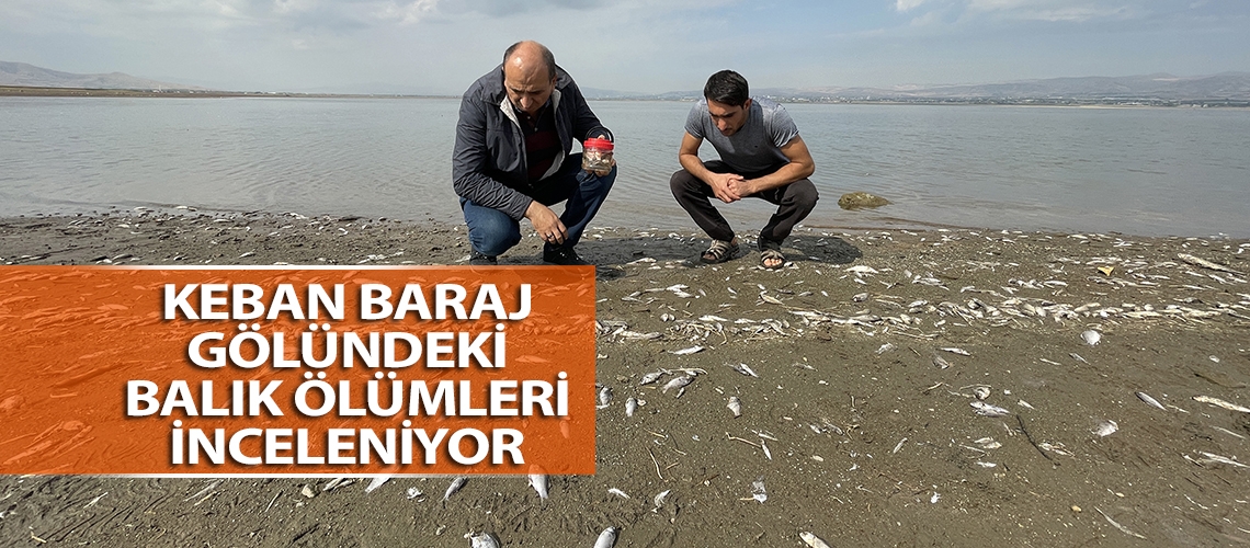 Keban Baraj gölündeki balık ölümleri inceleniyor