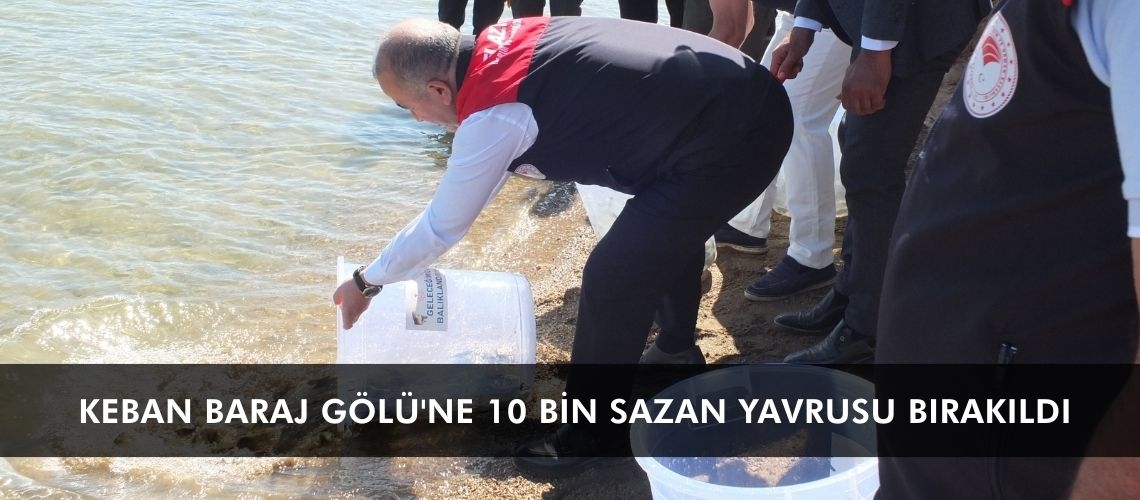 Keban Baraj Gölü'ne 10 bin sazan yavrusu bırakıldı