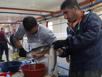 Keban’daki balıkçılar üretimde hedef büyüttü