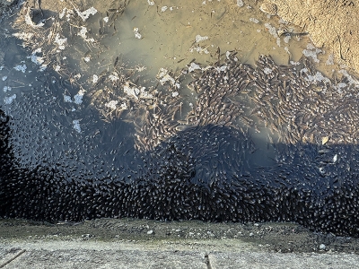 Yavru balıklar kurtarıldı