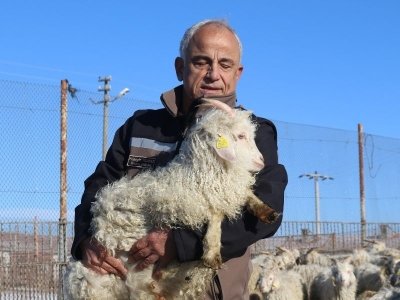 Ankara’ya özel keçi ırkı Eskişehir’de korunuyor, çoğaltılıyor