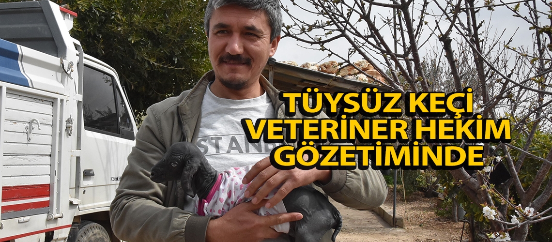 Tüysüz keçi veteriner hekim gözetiminde