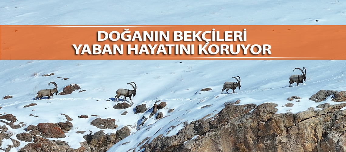 Doğanın bekçileri yaban hayatını koruyor