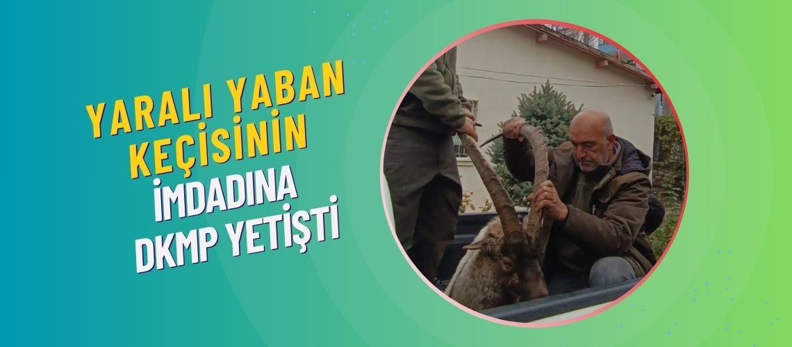 Yaralı yaban keçisinin imdadına DKMP yetişti