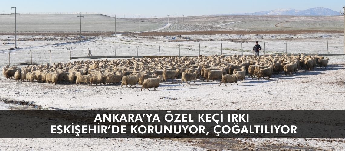Ankara’ya özel keçi ırkı Eskişehir’de korunuyor, çoğaltılıyor