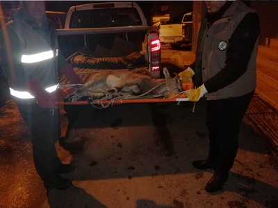 Yavru keçi yeniden doğasında