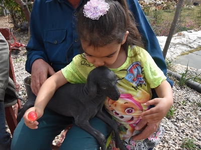 Tüysüz keçi veteriner hekim gözetiminde