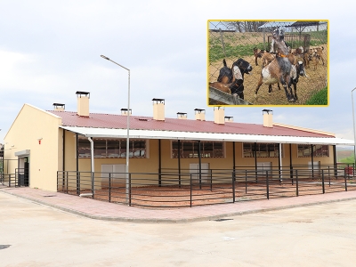 Keçilerin süt verimi bilimsel çalışmayla artırılacak