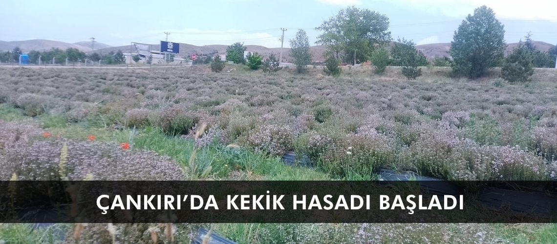 Çankırı’da kekik hasadı başladı
