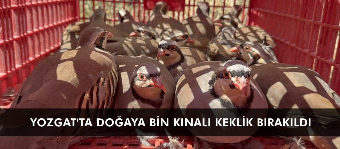 Yozgat'ta doğaya bin kınalı keklik bırakıldı
