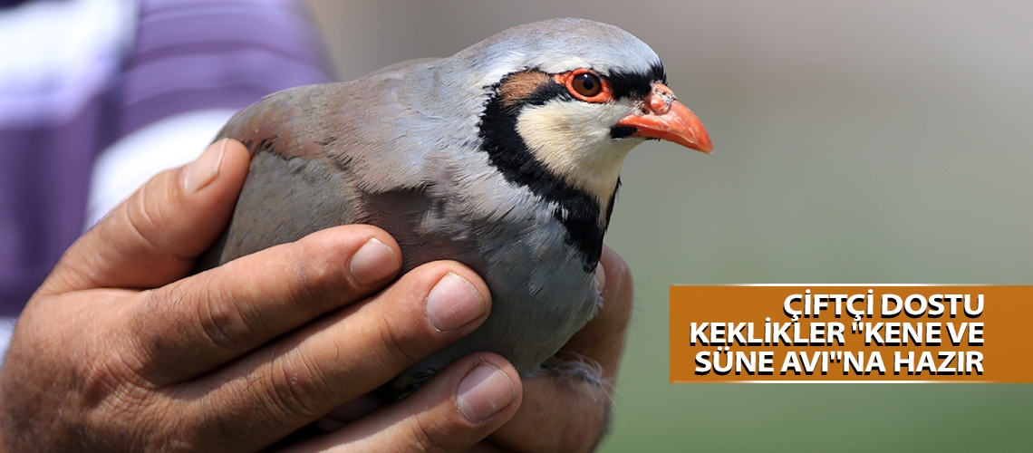 Çiftçi dostu keklikler 
