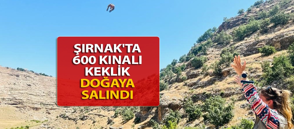 Şırnak'ta 600 kınalı keklik doğaya salındı