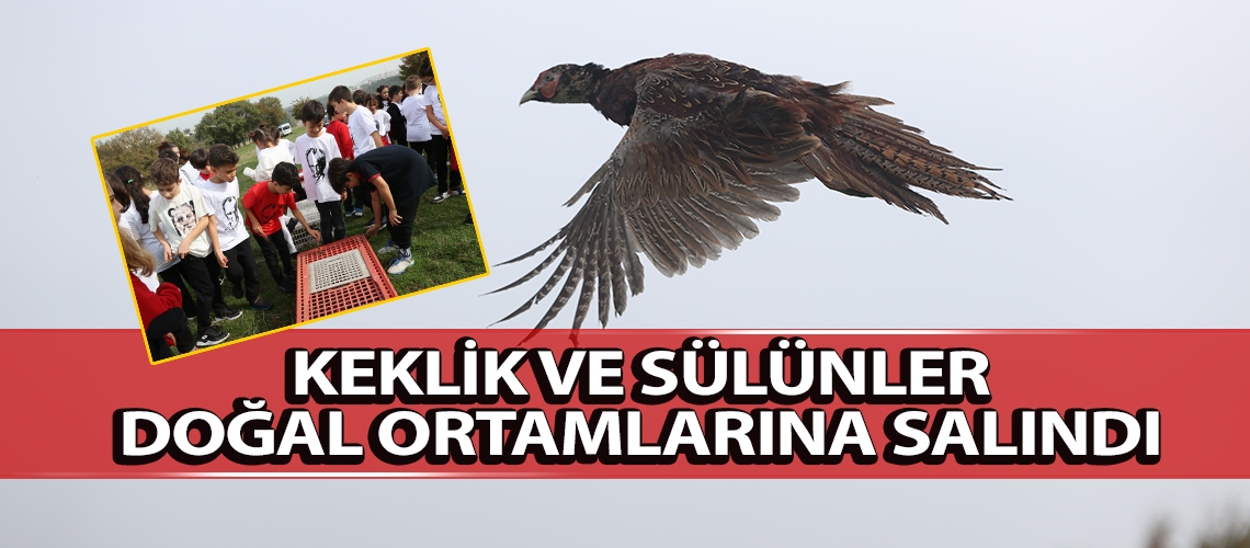 Keklik ve sülünler doğal ortamlarına salındı