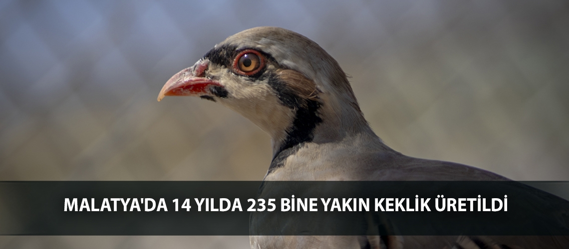 Malatya'da 14 yılda 235 bine yakın keklik üretildi