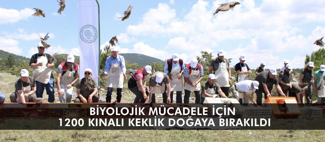 Biyolojik mücadele için 1200 kınalı keklik doğaya bırakıldı