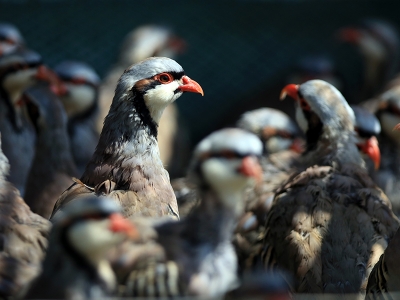 Çiftçi dostu keklikler 