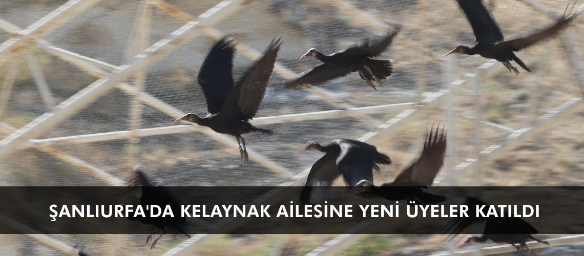Şanlıurfa'da kelaynak ailesine yeni üyeler katıldı