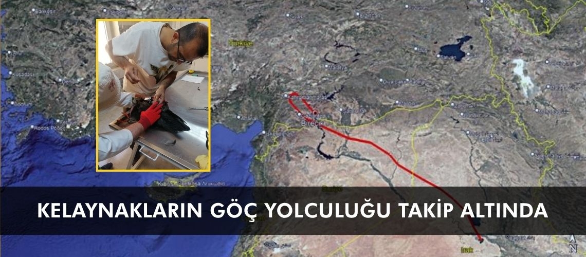 Kelaynakların göç yolculuğu takip altında