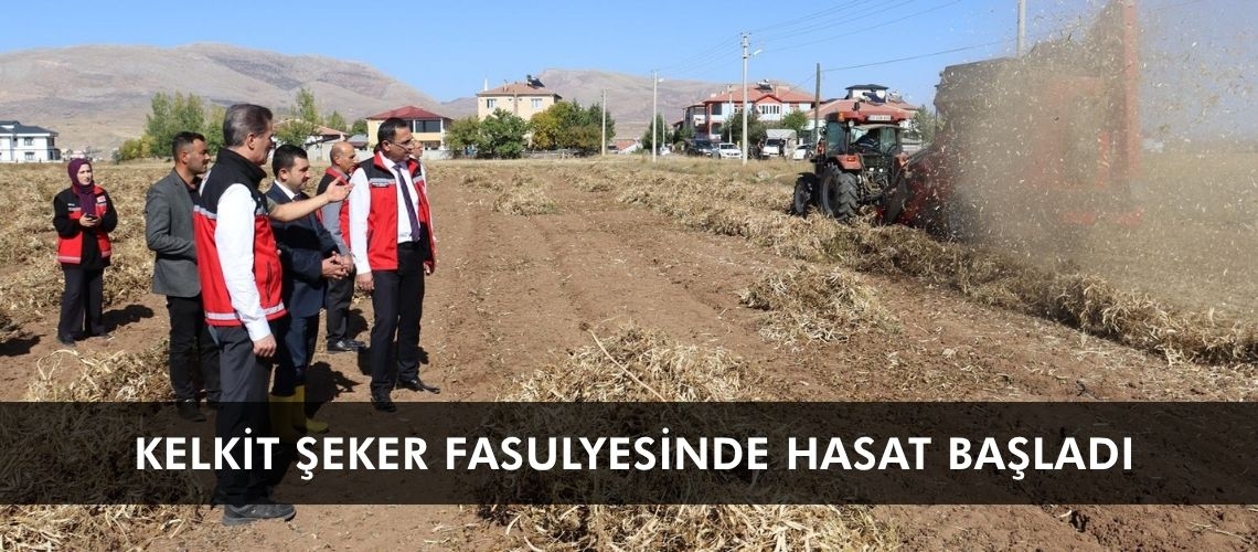 Kelkit şeker fasulyesinde hasat başladı