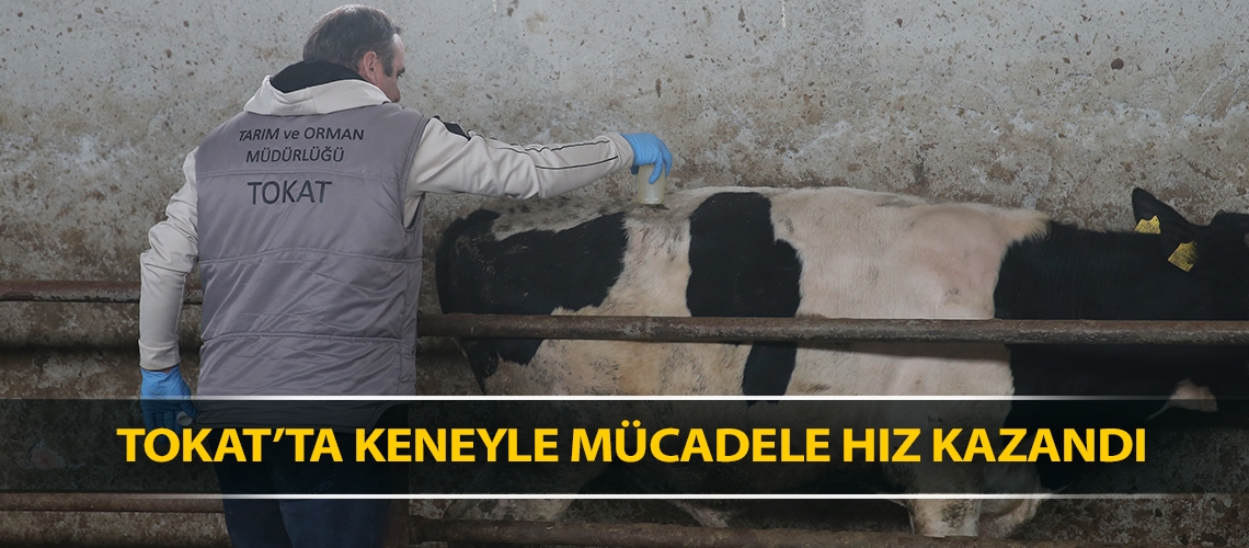 Tokat’ta keneyle mücadele hız kazandı
