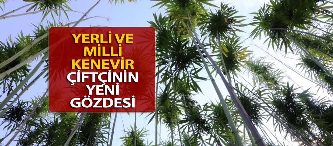 Yerli ve milli kenevir çiftçinin yeni gözdesi