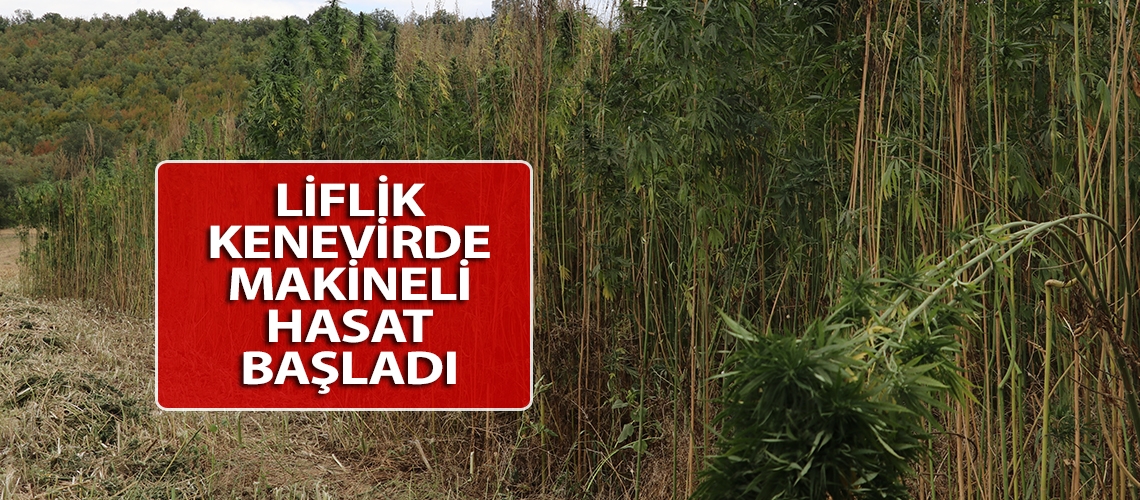 Liflik kenevirde makineli hasat başladı