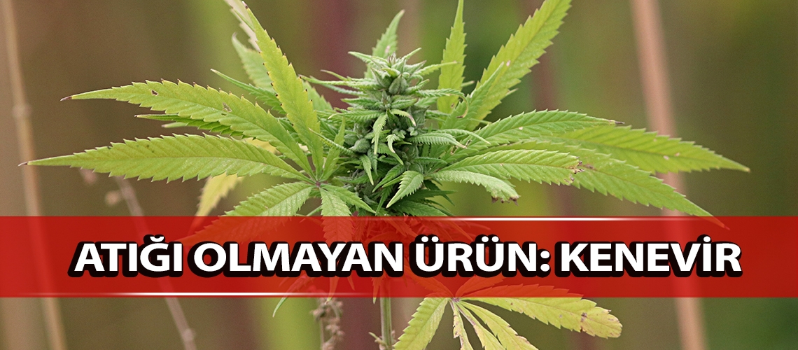 Atığı olmayan ürün: Kenevir