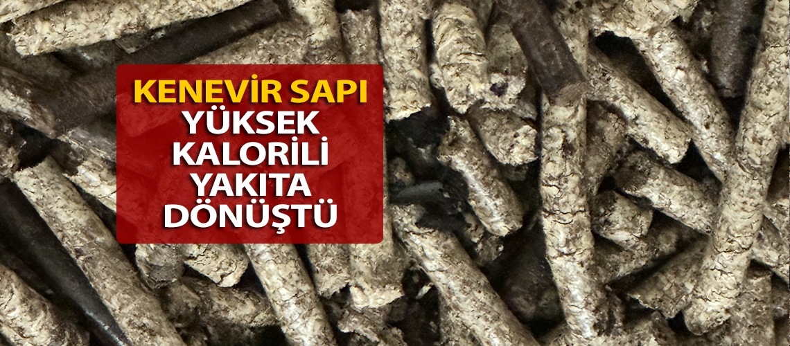 Kenevir sapı yüksek kalorili yakıta dönüştü