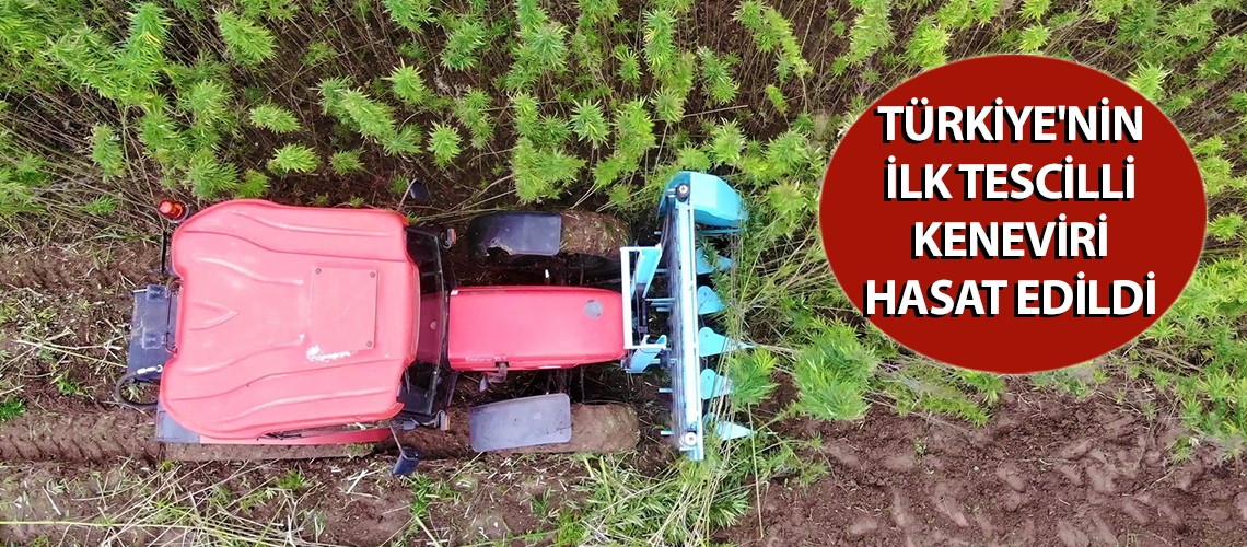 Türkiye'nin ilk tescilli keneviri hasat edildi