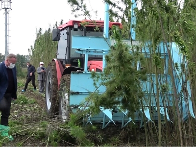 Türkiye'nin ilk tescilli keneviri hasat edildi