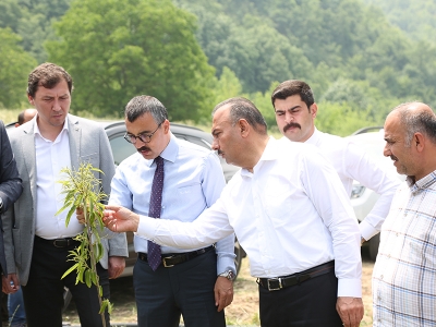 İnegöl’de kestane bahçesi kuruldu