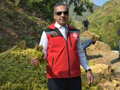 Aydın’ın coğrafi işaretli kestanesinde hasat başladı