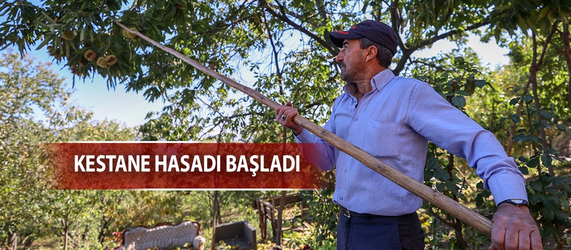 Kestane hasadı başladı
