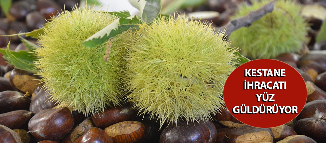 Kestane ihracatı yüz güldürüyor