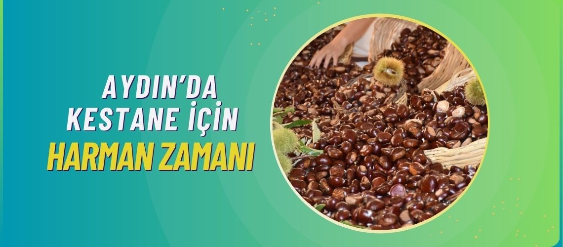Aydın’da kestane için harman zamanı