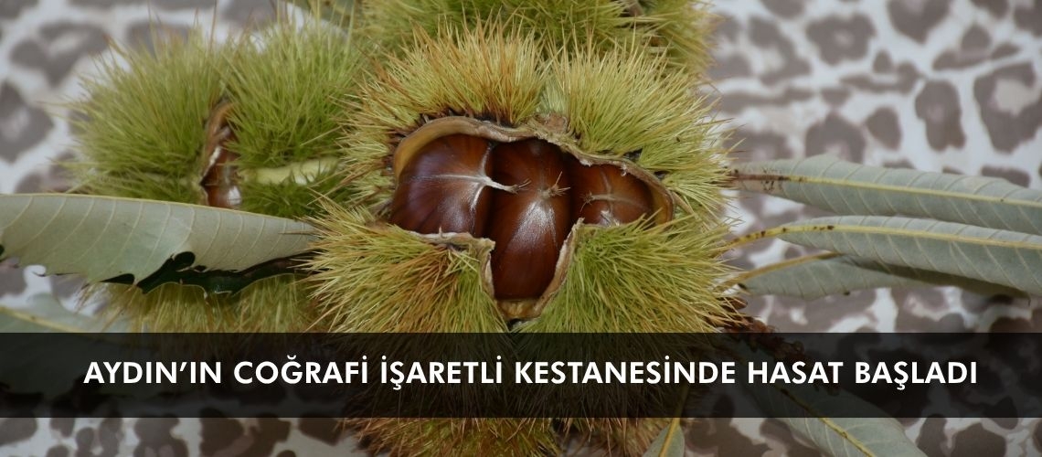 Aydın’ın coğrafi işaretli kestanesinde hasat başladı