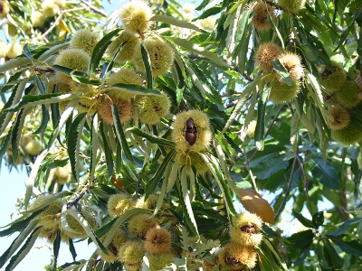 Denizli kestanesi kış mevsiminin gözdesi