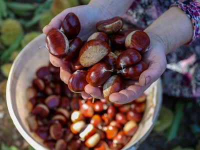 Kestane hasadı başladı