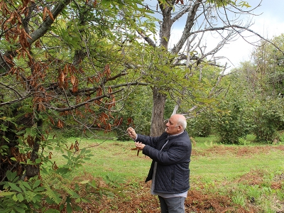 Kestane zararlısı arıyla mücadele başladı