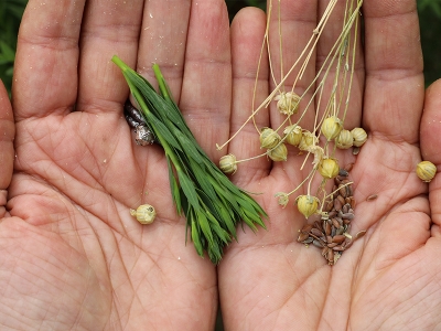 İzmir keten üretimi için iddialı