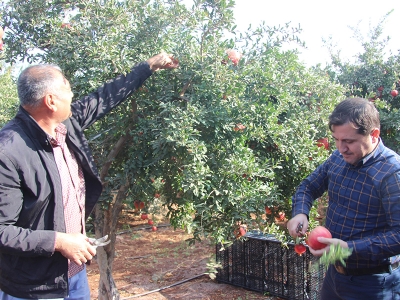 Kilis’te nar hasadı başladı